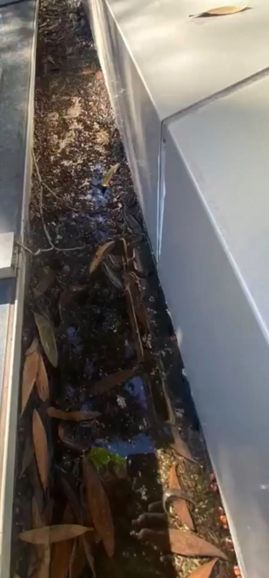 Box gutter beside a glass canopy, full of leaves and silt before cleaning